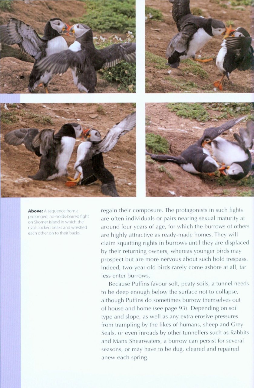 rspb spotlight: puffins