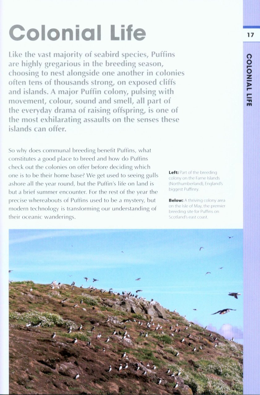 rspb spotlight: puffins