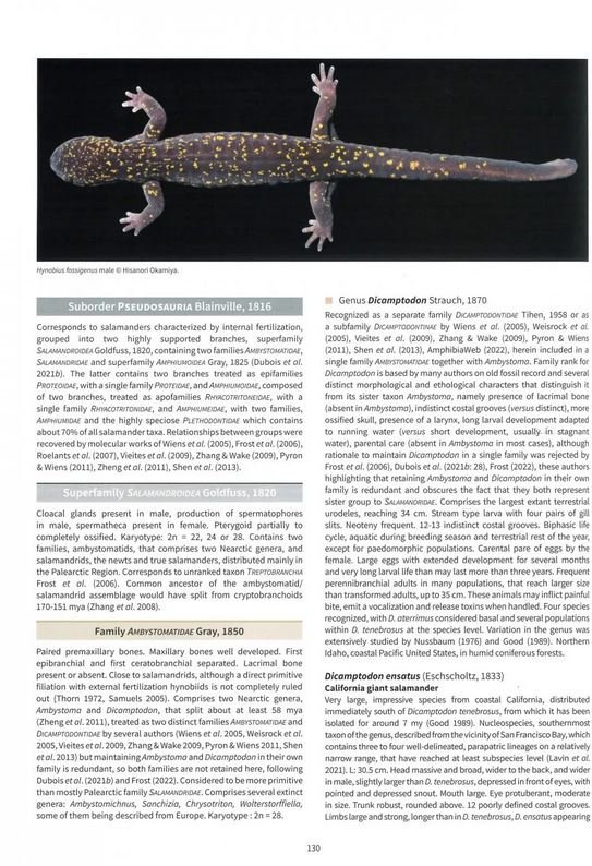 salamanders & newts of the world