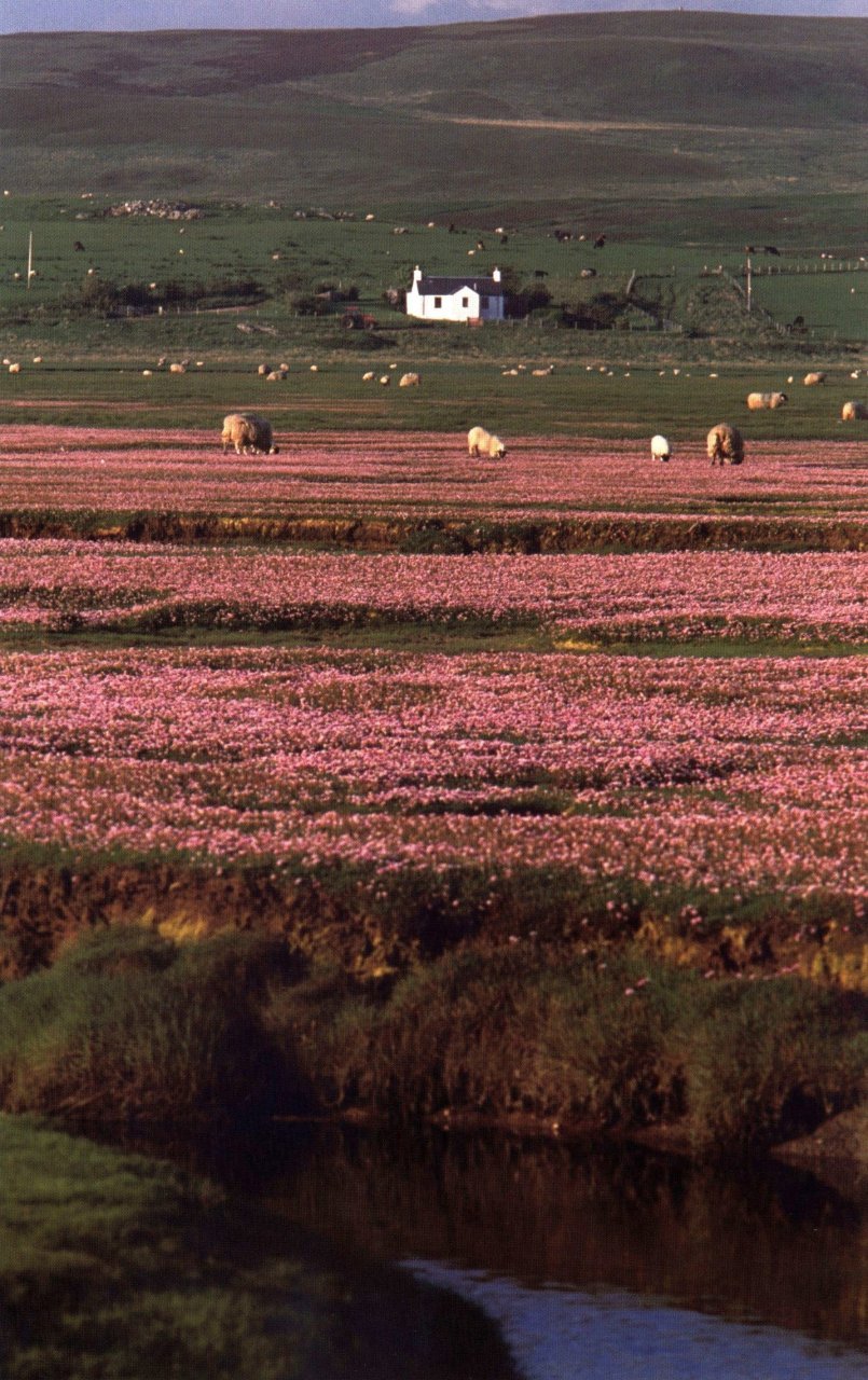 saltmarsh