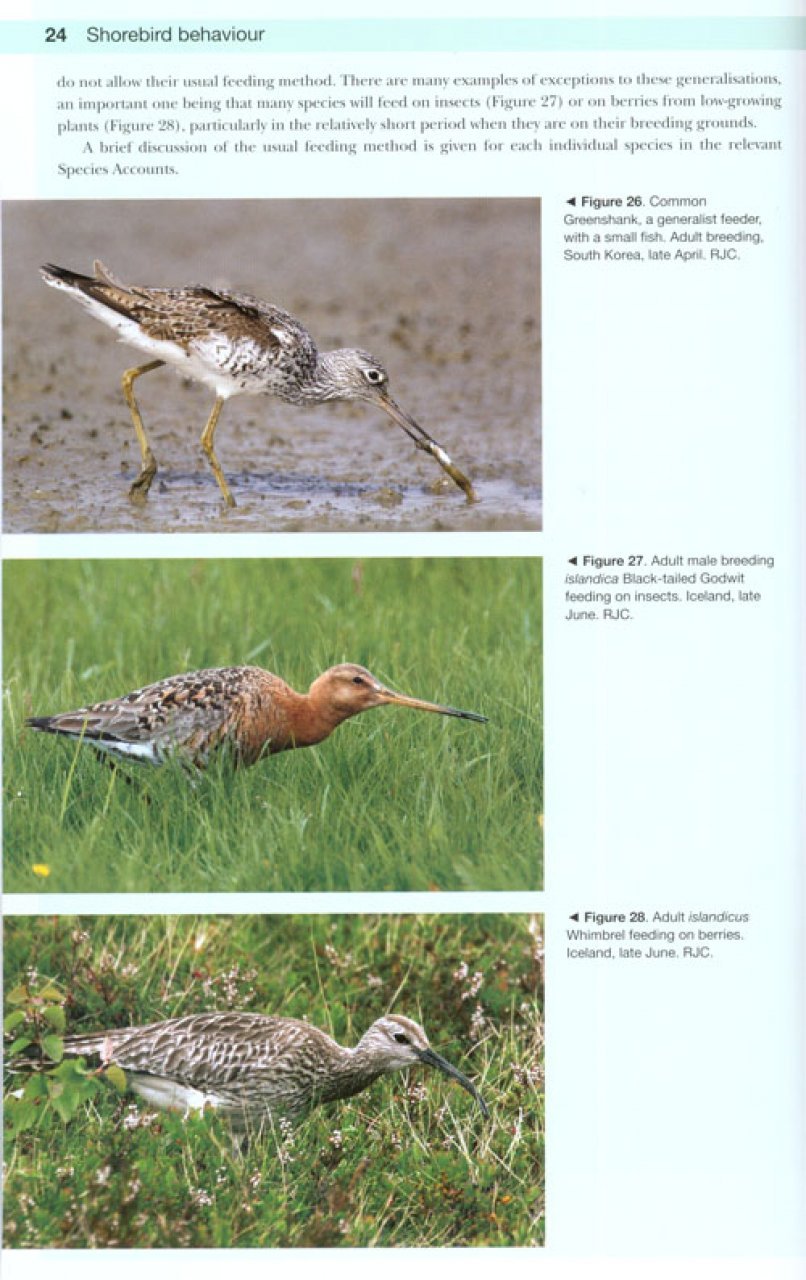 shorebirds of the northern hemisphere