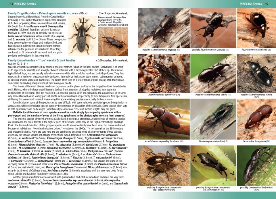 terrestrial and freshwater invertebrates of st. helena