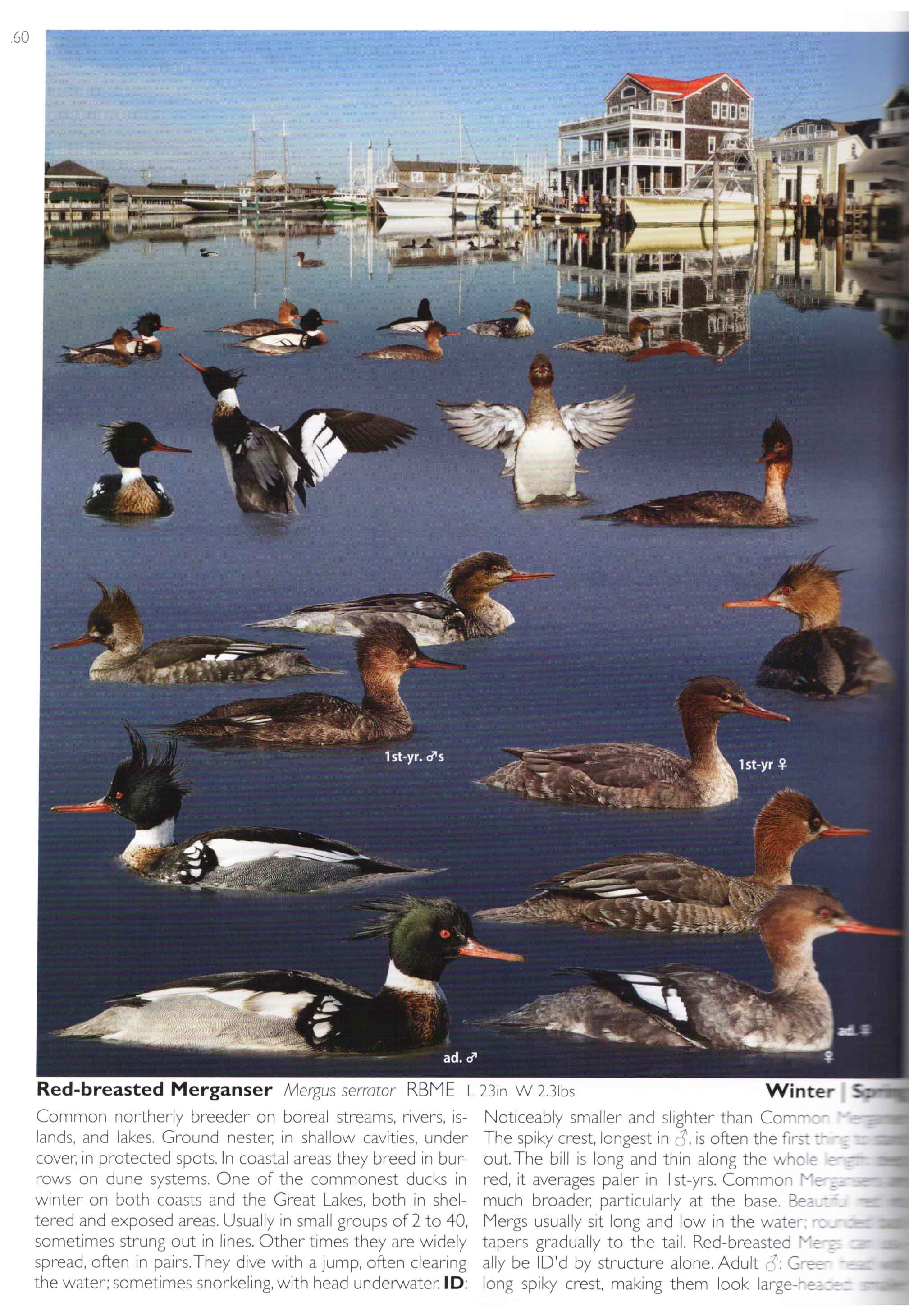 the crossley id guide : waterfowl