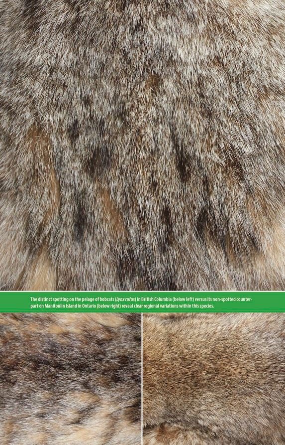 the hair scale identification guide to terrestrial carnivores of canada