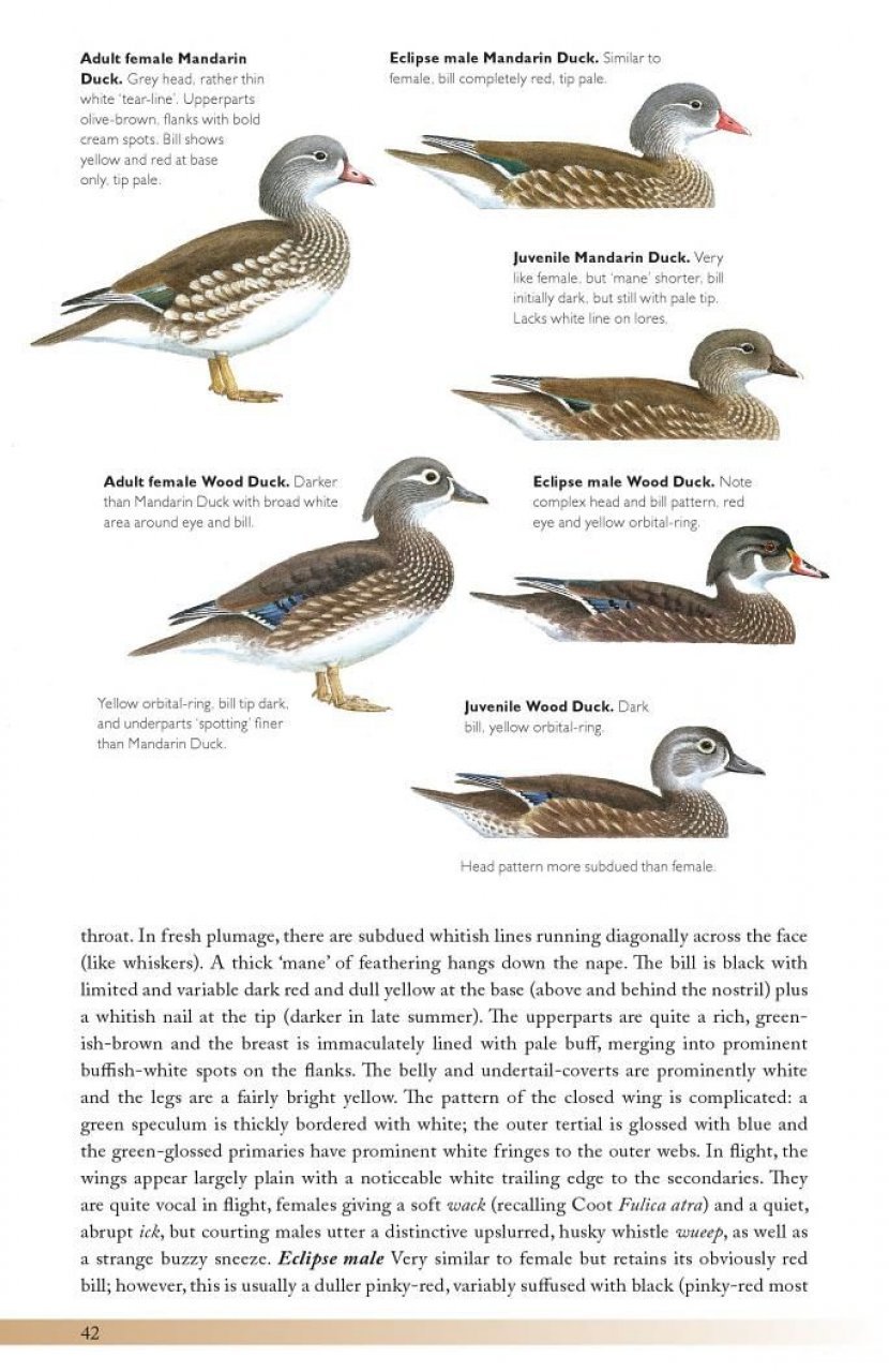 the helm guide to bird identification. an in-depth look at the confusion species