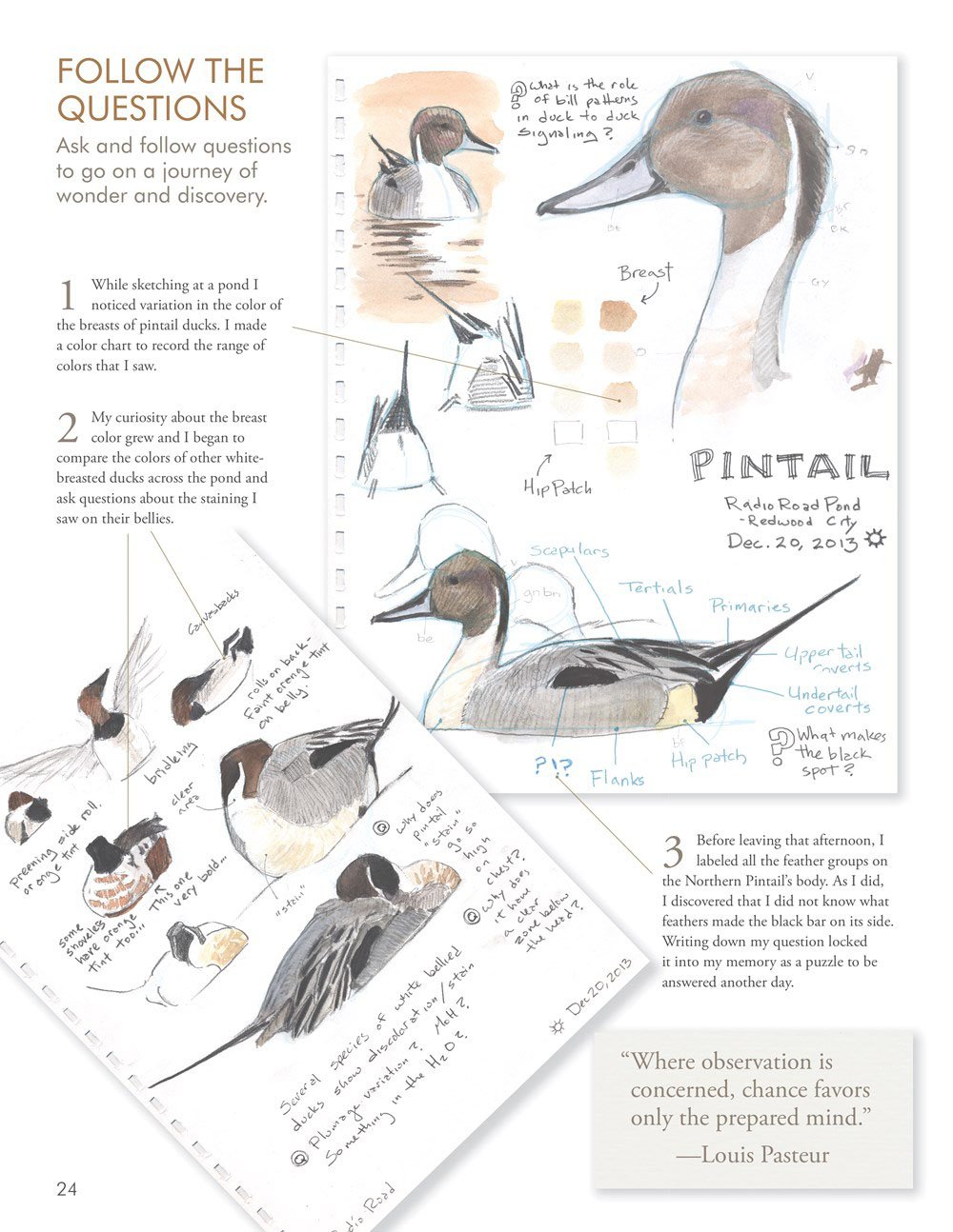 the laws guide to nature drawing and journaling
