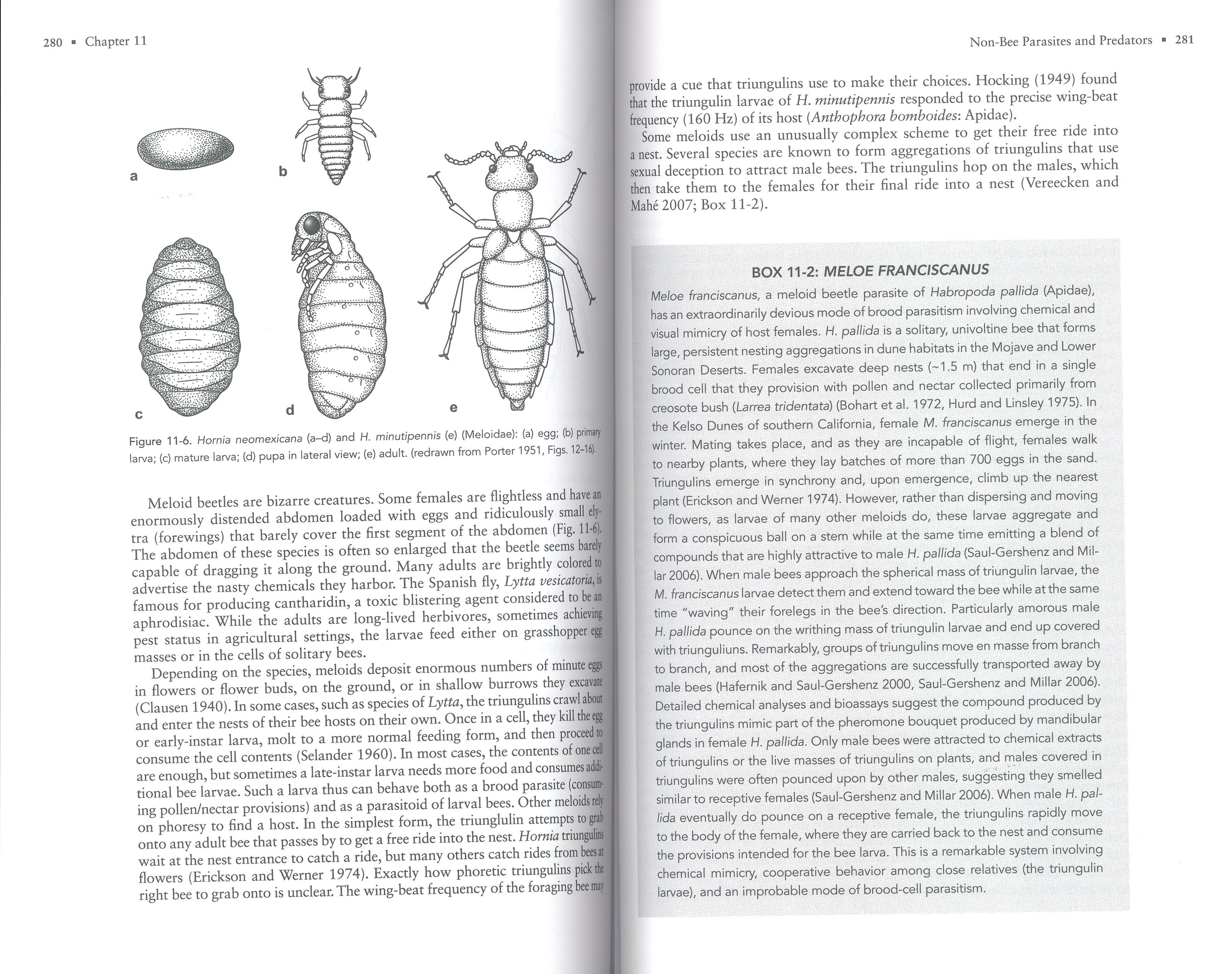 the solitary bees