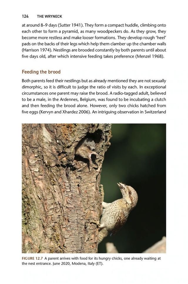 the wryneck biology, conservation and symbolism of jynx torquilla