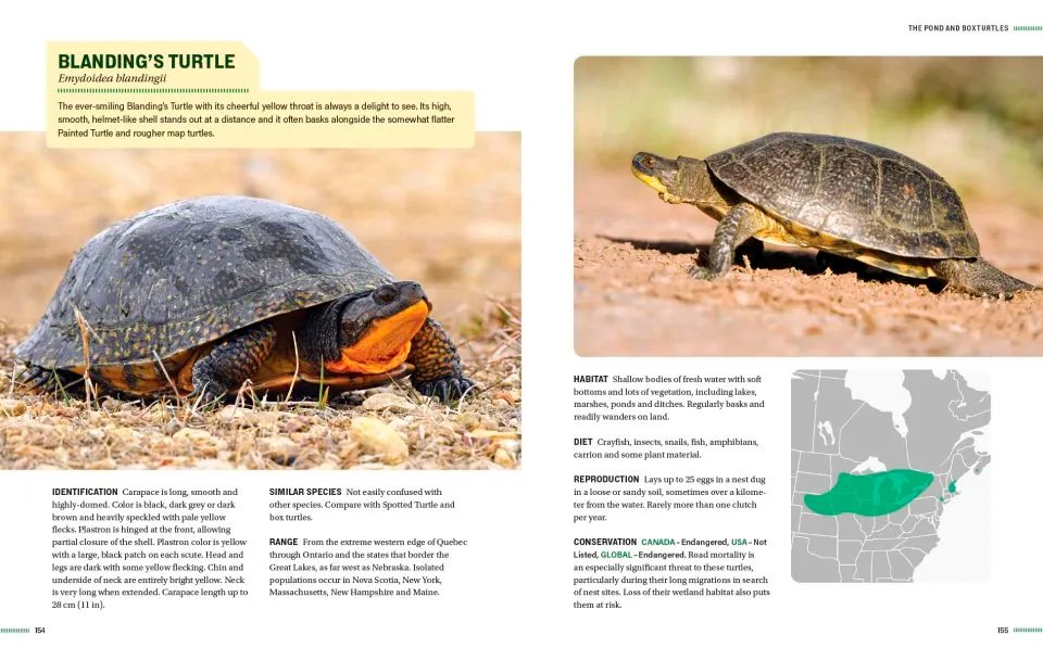 turtles of north america. an illustrated field guide to the turtles of the continental united states and canada
