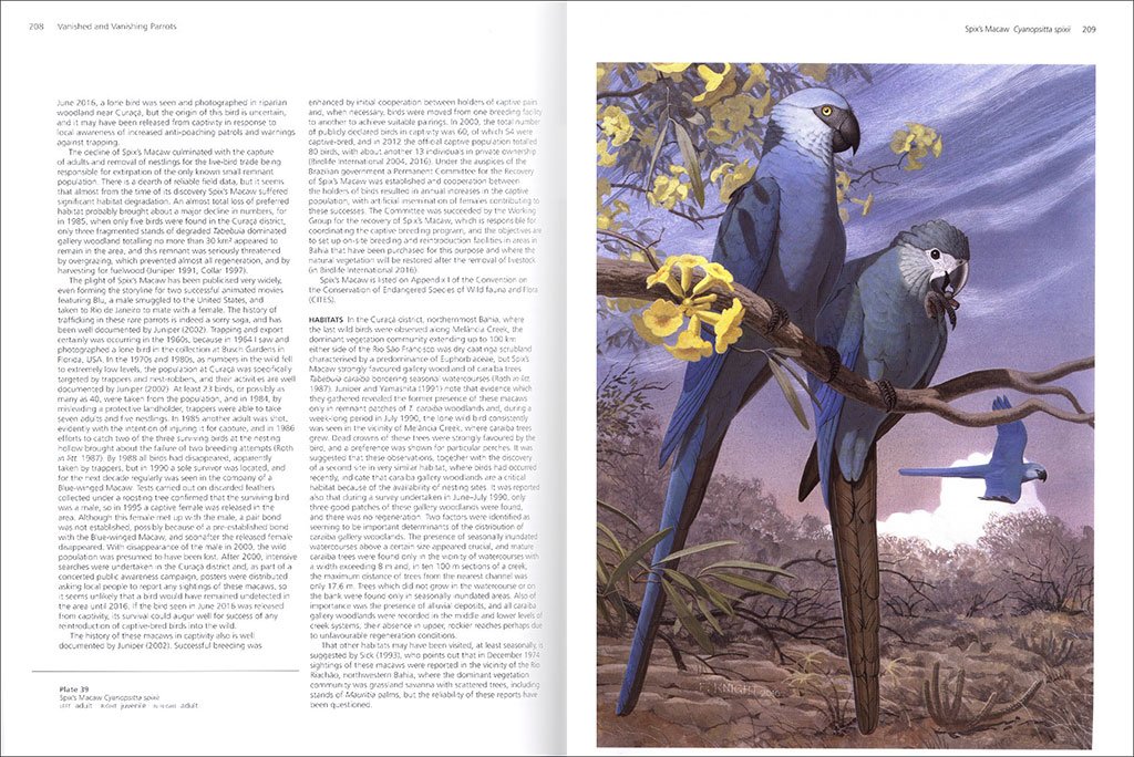 vanished and vanishing parrots. profiling extinct and endangered species