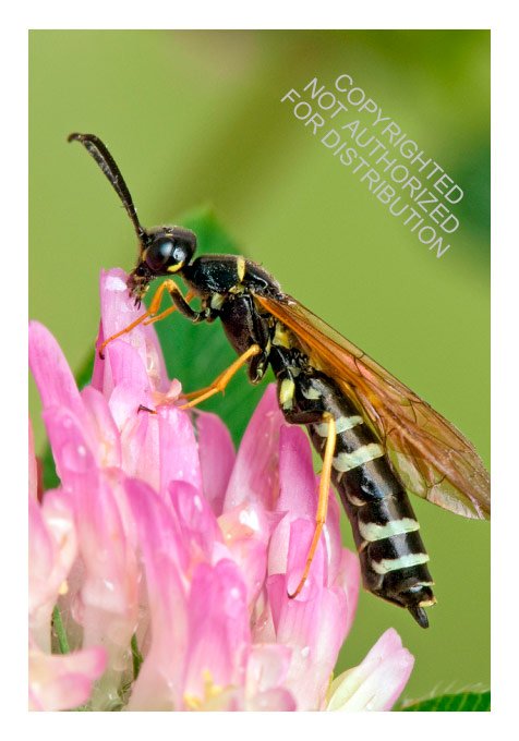 wasps of the world. a guide to every family