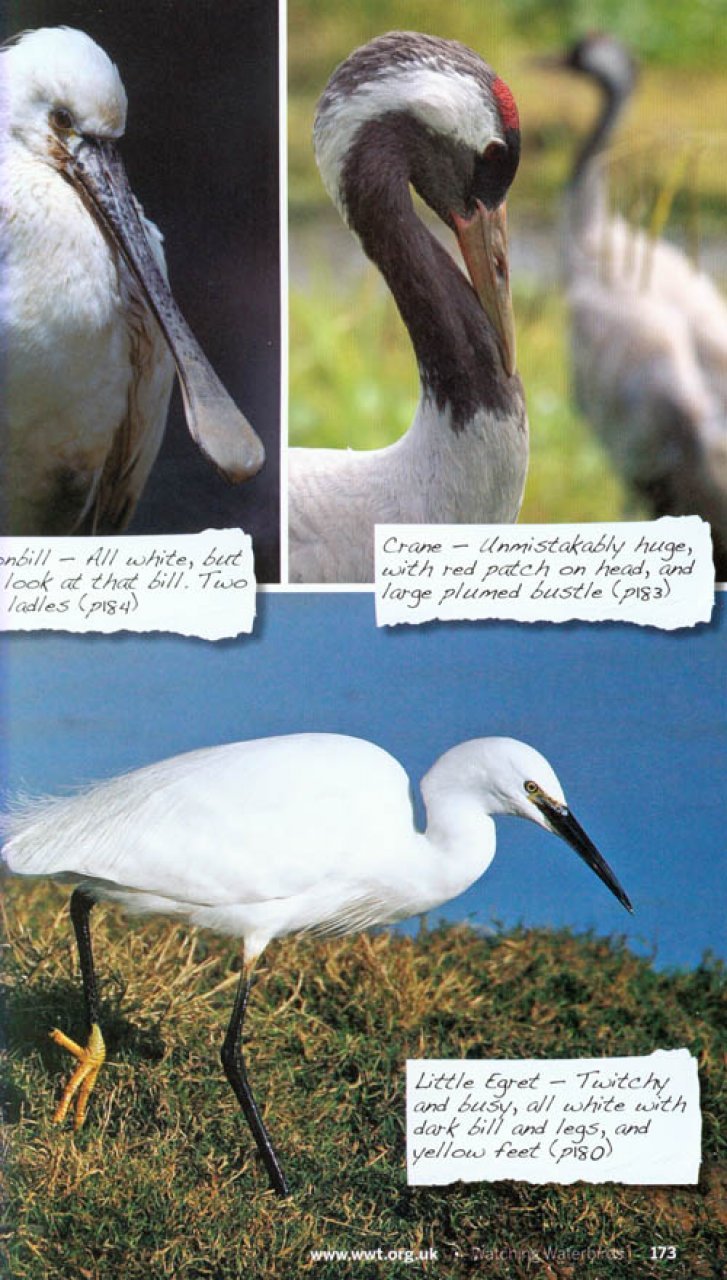 watching waterbirds with kate humble