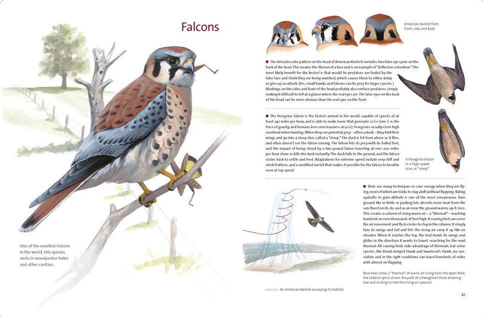 what it's like to be a bird. from flying to nesting, eating to singing - what birds are doing, and why