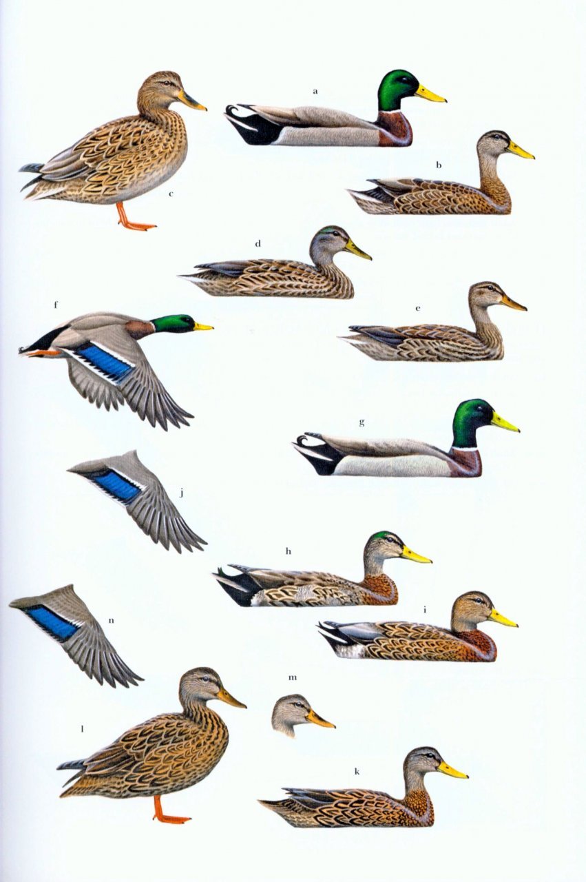 wildfowl of europe, asia and north america