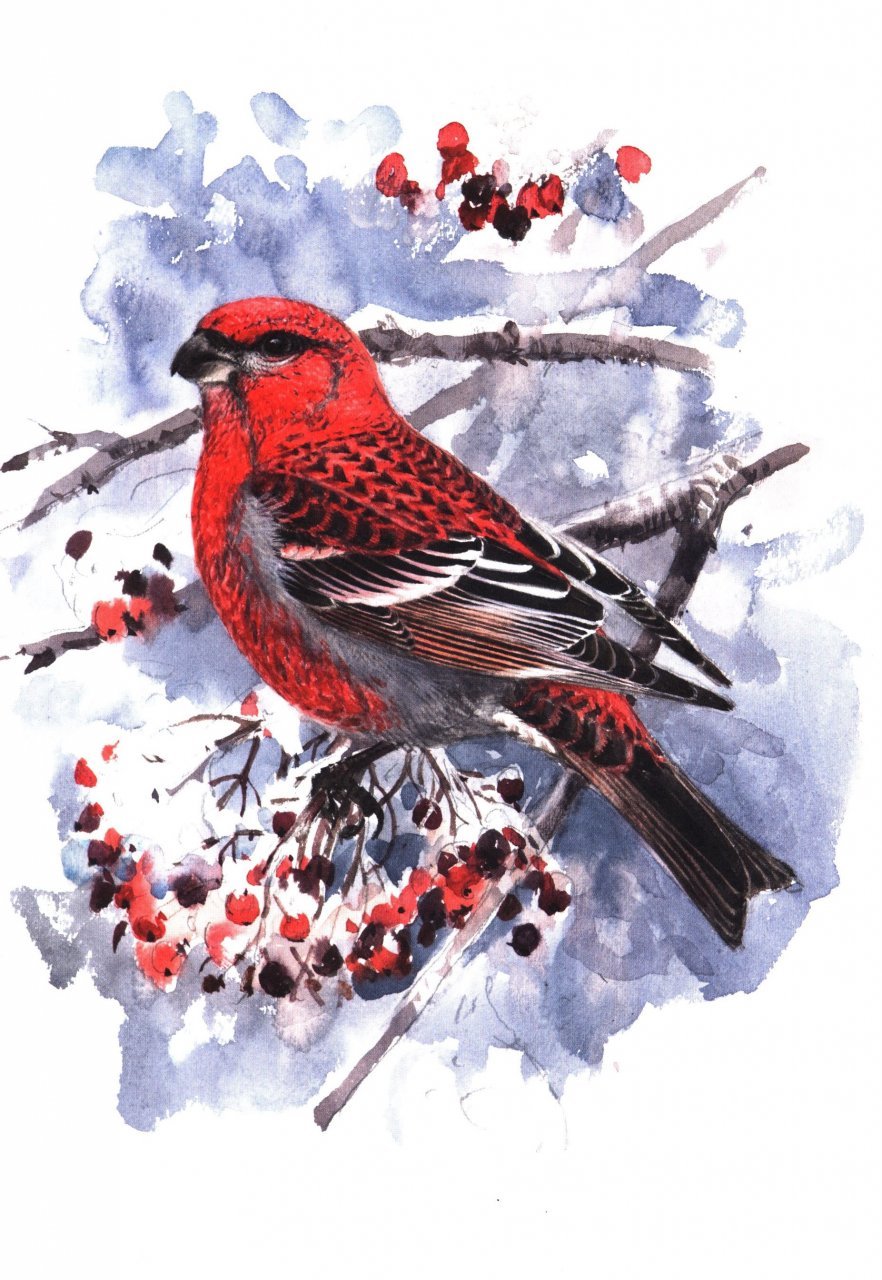 winter birds