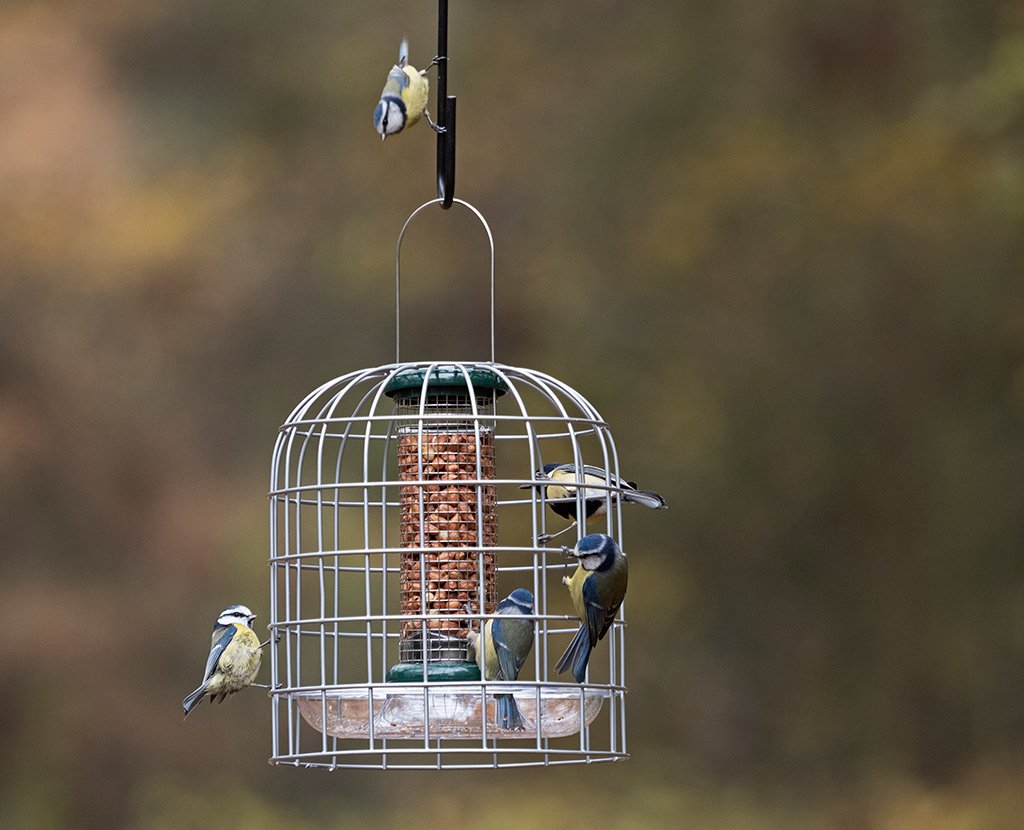 bfg-3 bird feeder guardians pequeo