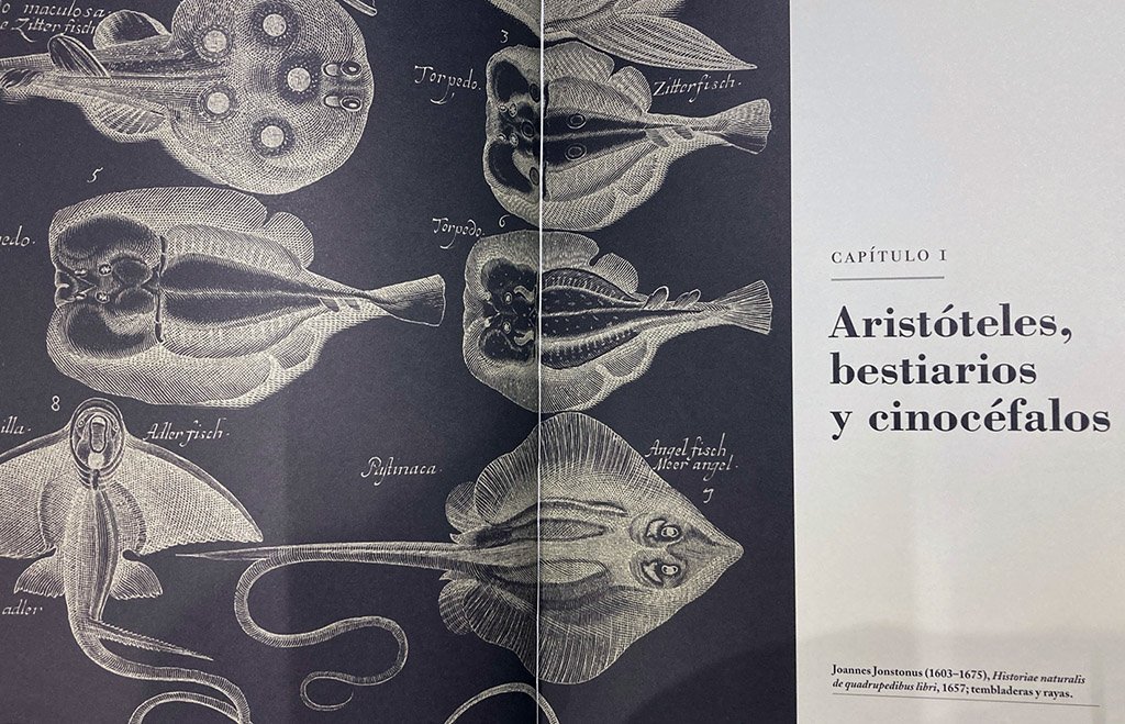 la clasificacin de los animales. un estudio ilustrado