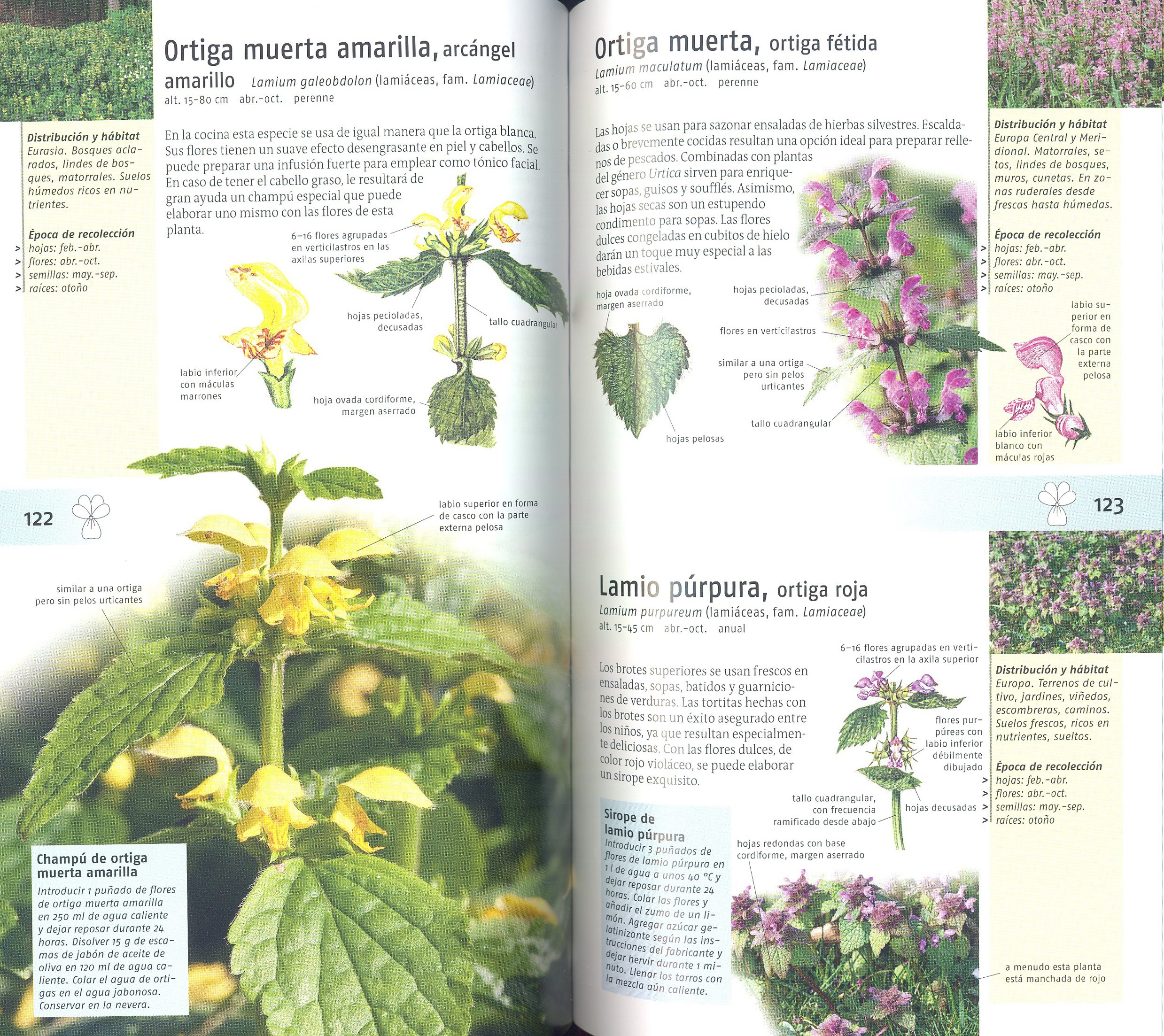 plantas silvestres comestibles. nueva generacin de guas de campo