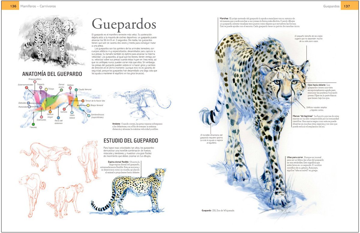 gua de campo para dibujar animales del natural