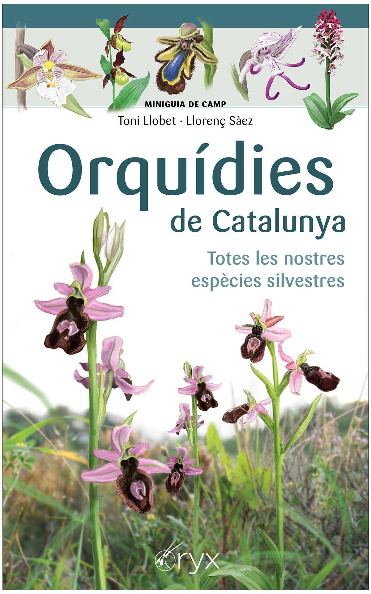 orqudies de catalunya. totes les nostres espcies silvestres. miniguia de camp