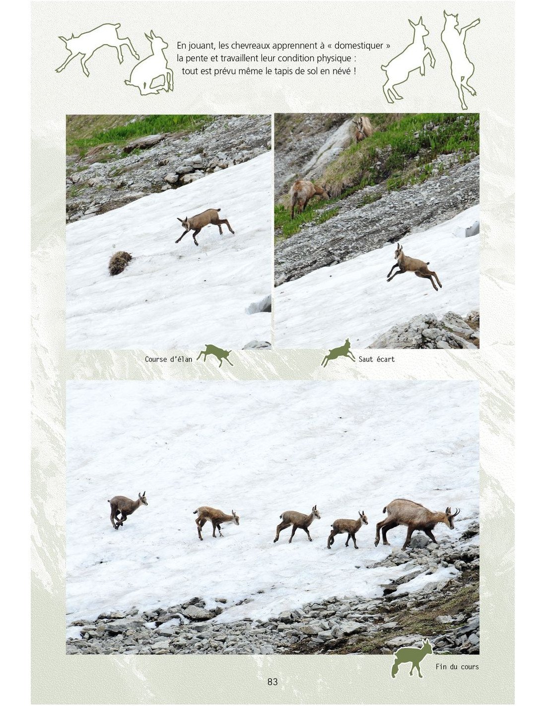 le chamois. biologie et cologie. tudes dans le massif des bauges