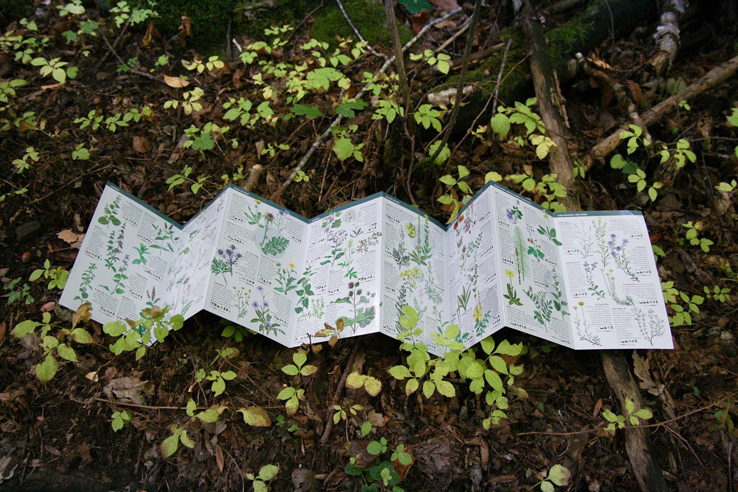 101 plantes medicinals i aromtiques silvestres de catalunya que cal conixer. miniguia de camp