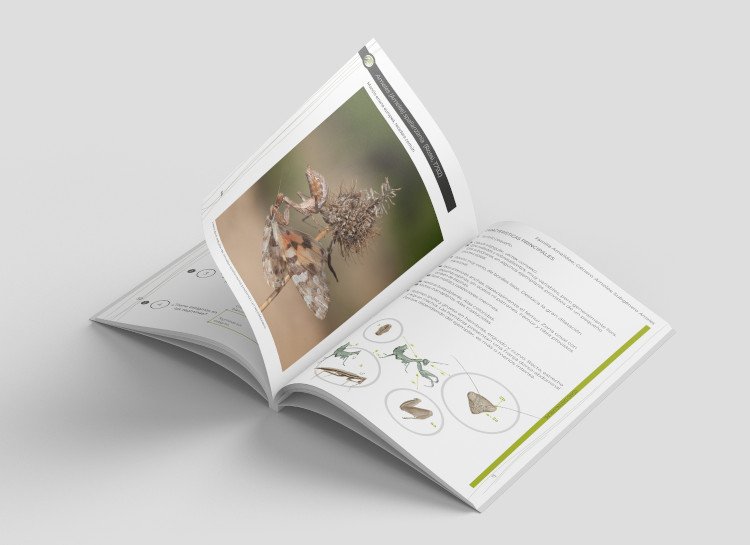 gua de identificacin de las mantis ibricas (mantodea) vol. 2