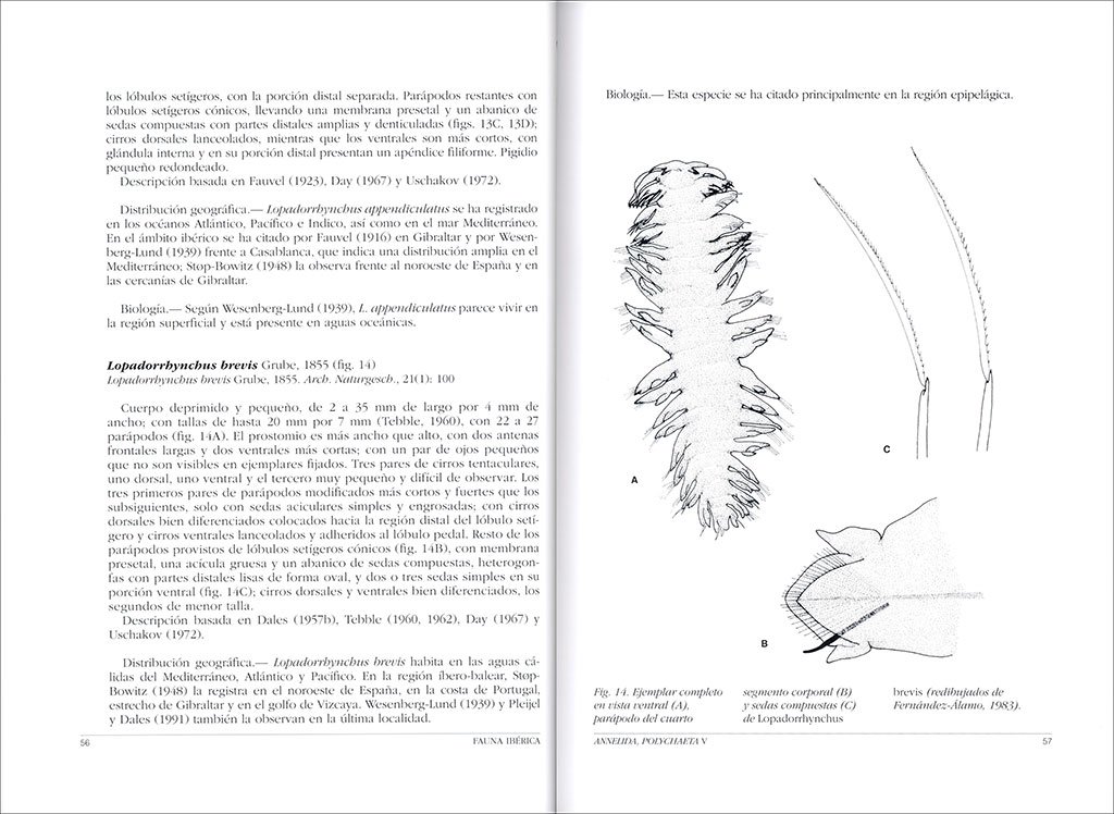 fauna ibrica. vol. 45 annelida polychaeta v