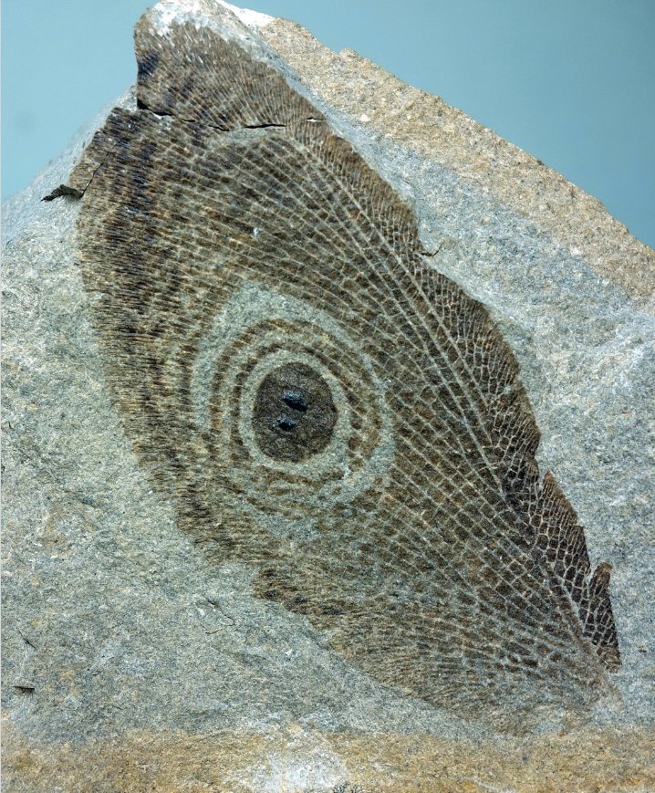 insectos: pequeos colosos de la evolucin