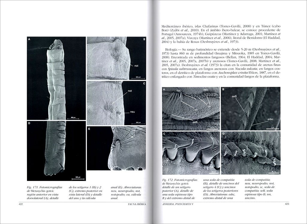 fauna ibrica. vol. 45 annelida polychaeta v