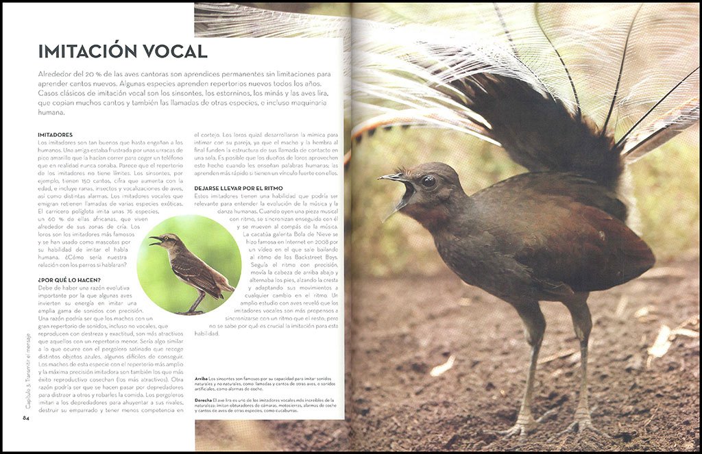 a vuelo de pjaro. la extraordinaria inteligencia de las aves