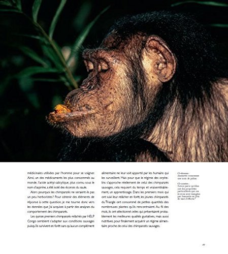 les chimpanzs des monts de la lune