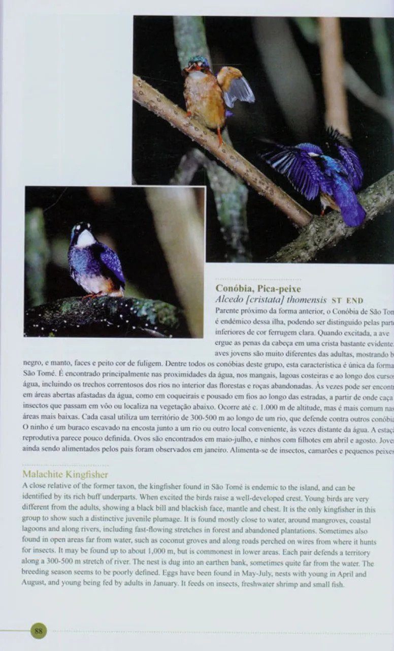 as aves de sao tom e prncipe. um guia fotogrfico