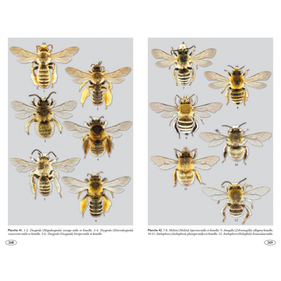 abeilles d'europe - hymnoptres d'europa 1