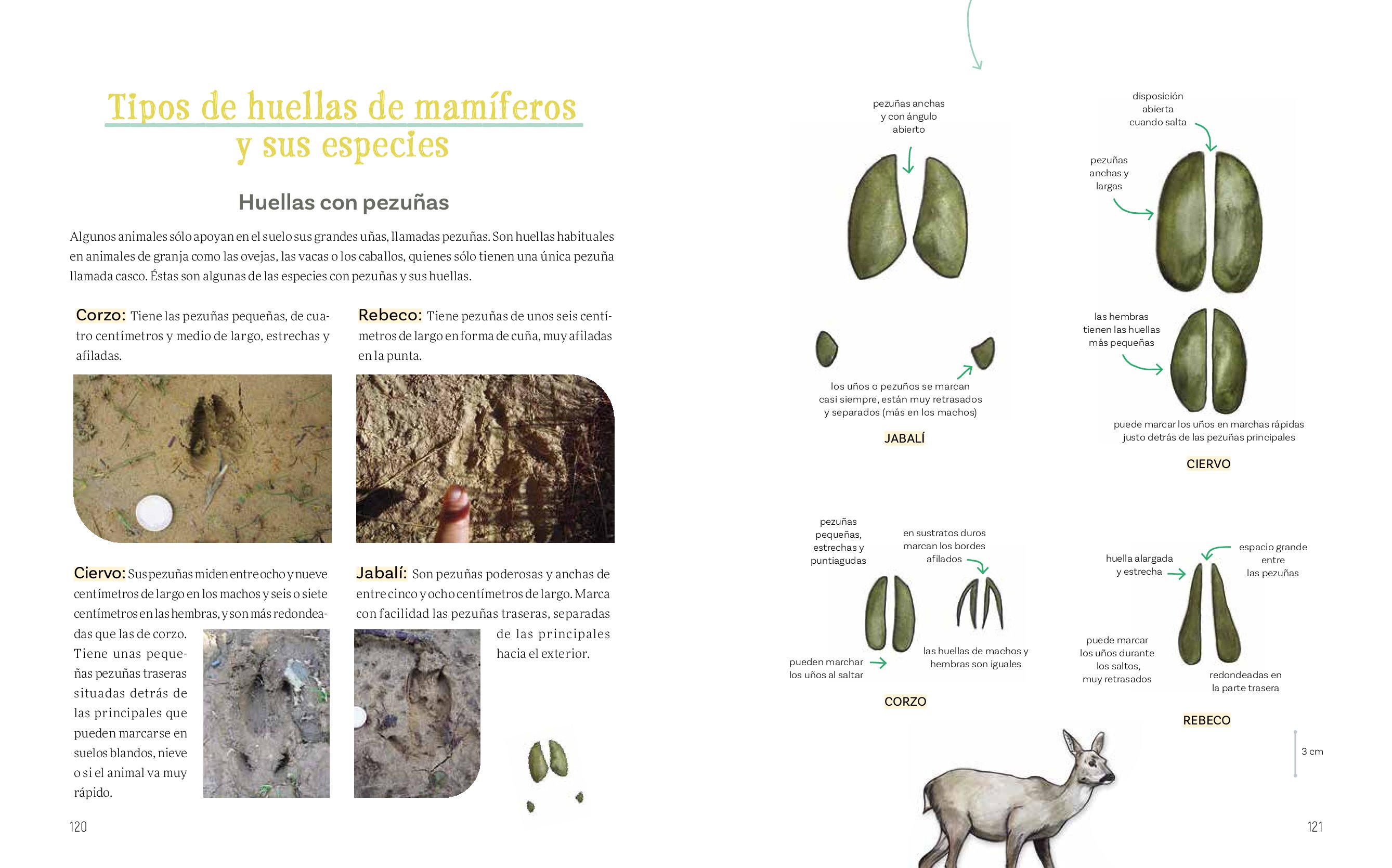 cuaderno de campo para jvenes naturalistas. secretos del bosque.