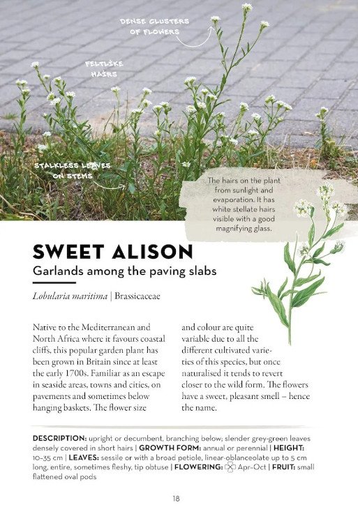 a field guide to urban plants. the flora of pavements, walls and waste ground