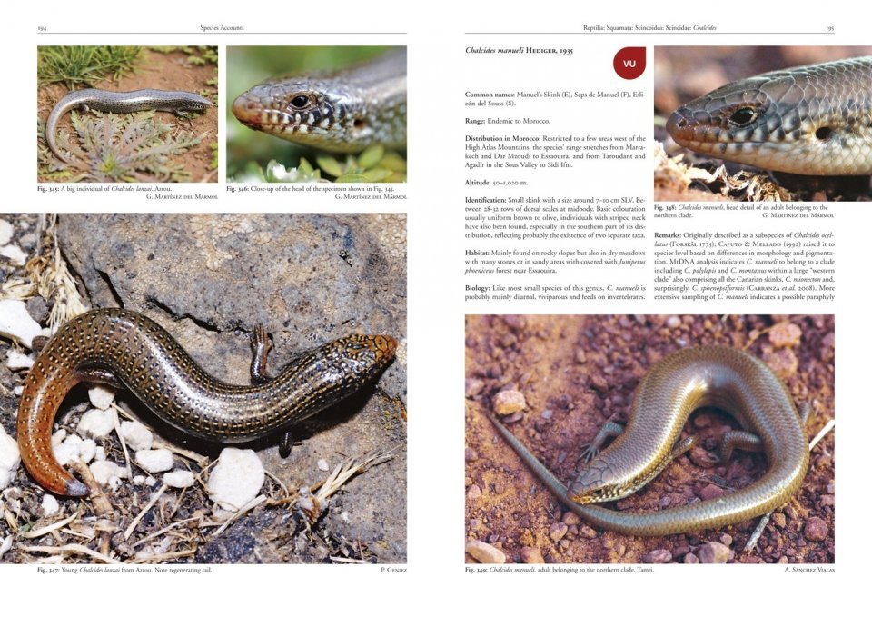 amphibians and reptiles of morocco