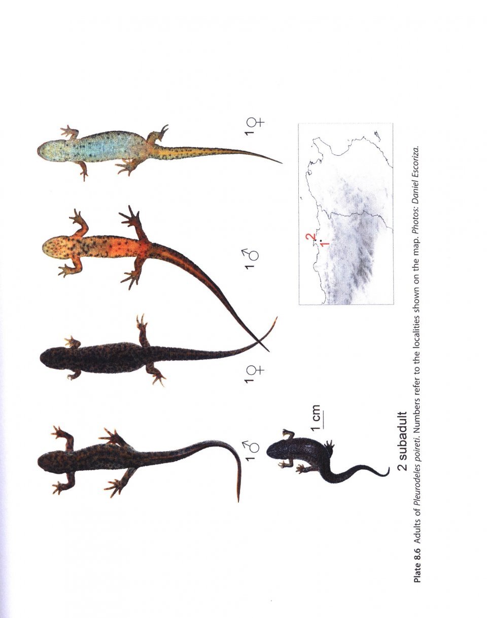 amphibians of north africa