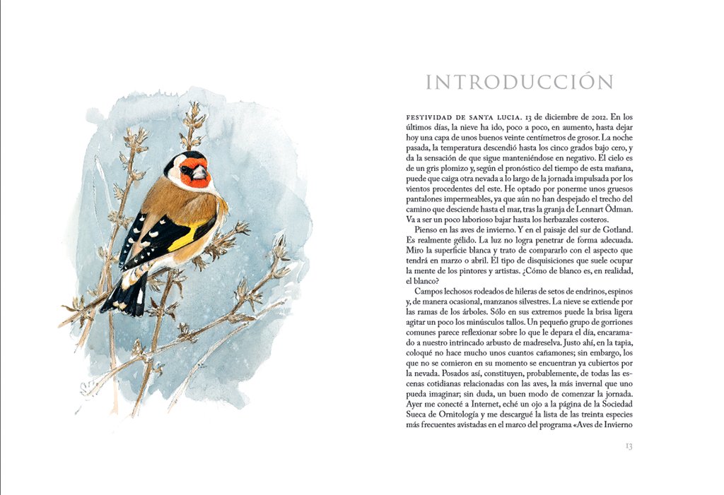 aves que veo en invierno