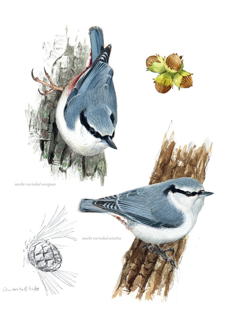 aves que veo en invierno