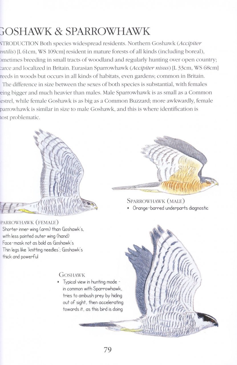birds id insights. identifying the more difficult birds of britain and north-west europe
