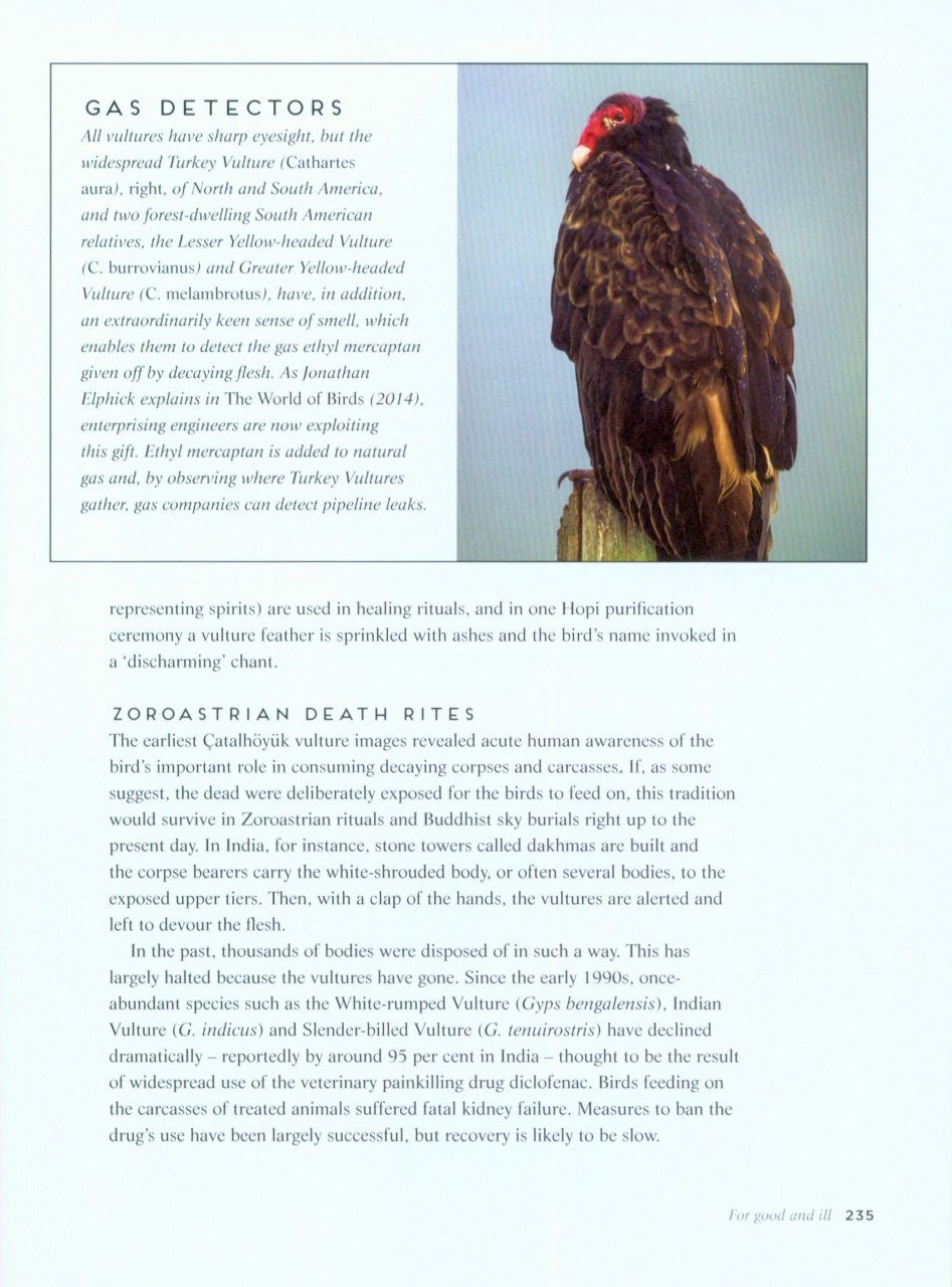 birds: myth, lore and legend