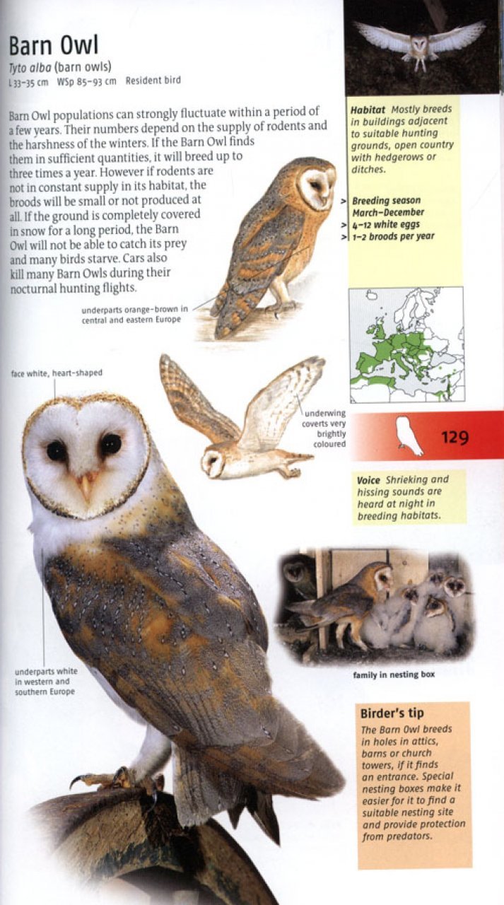 birds of britain and europe