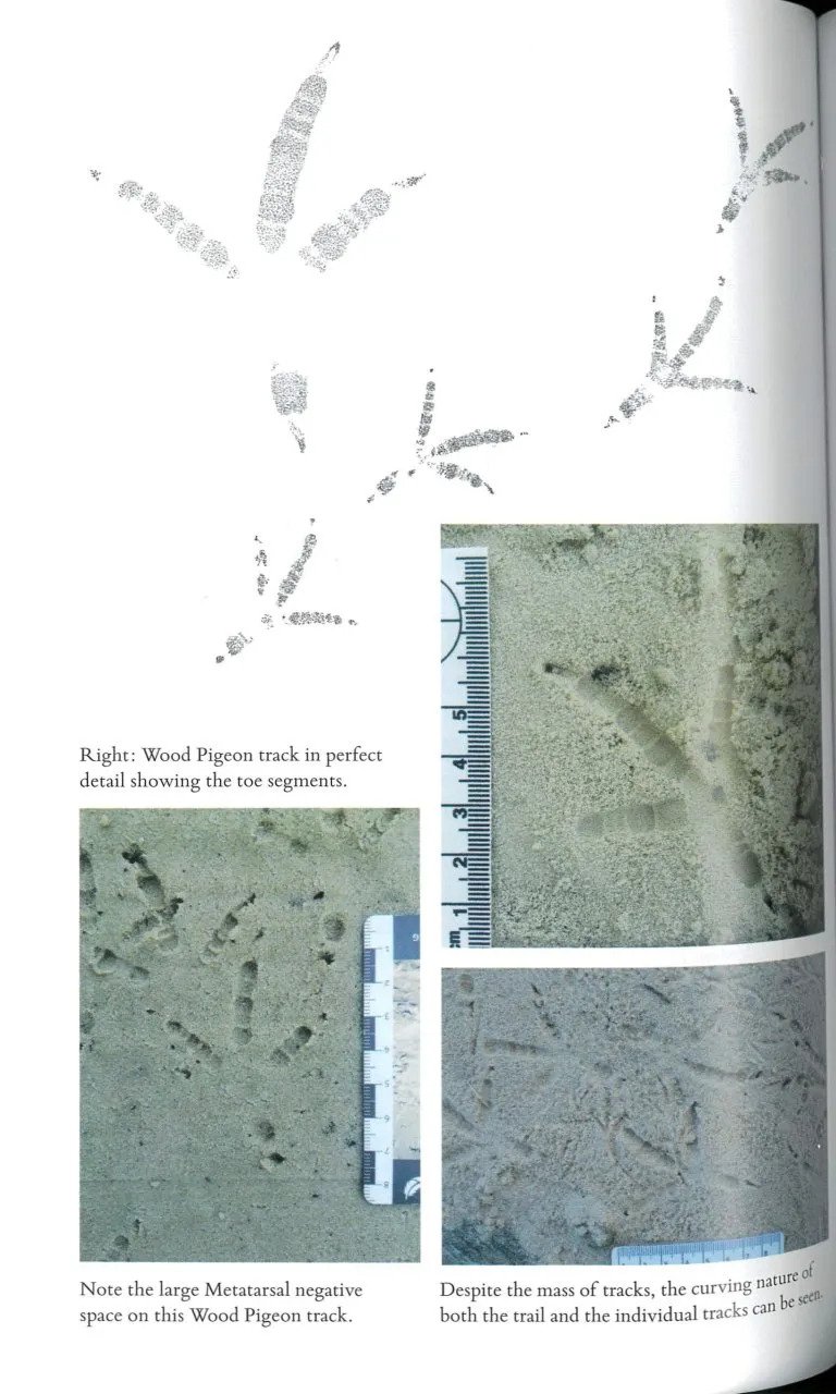 bird tracks: a field guide to british species