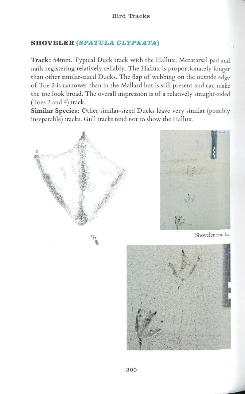bird tracks: a field guide to british species