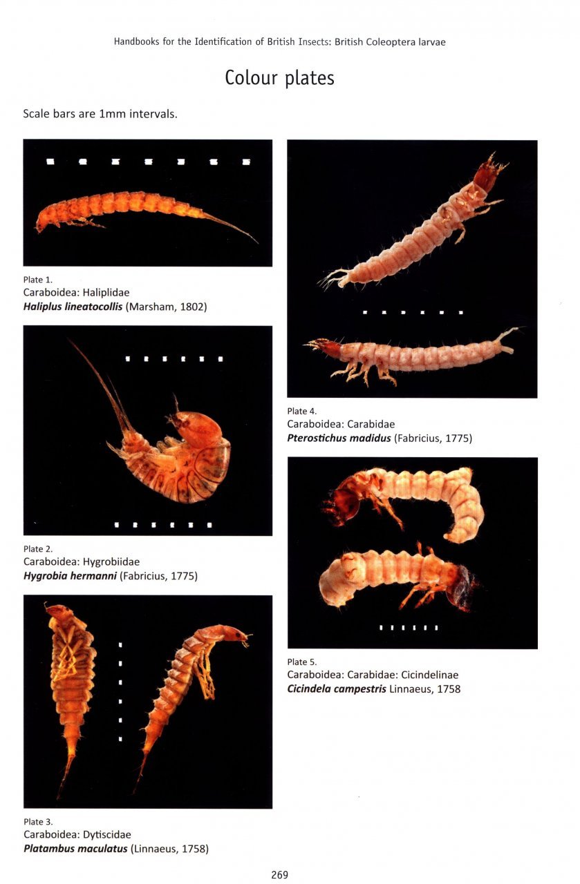 british coleoptera larvae. a guide to the families and major subfamilies