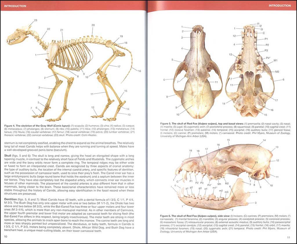 canids of the world. wolves, wil dogs, foxes, jackals, coyotes, and their relatives