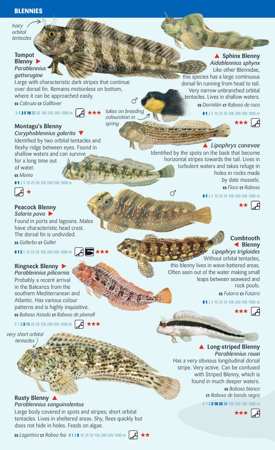 coastal fish of the balearic islands. sea miniguide
