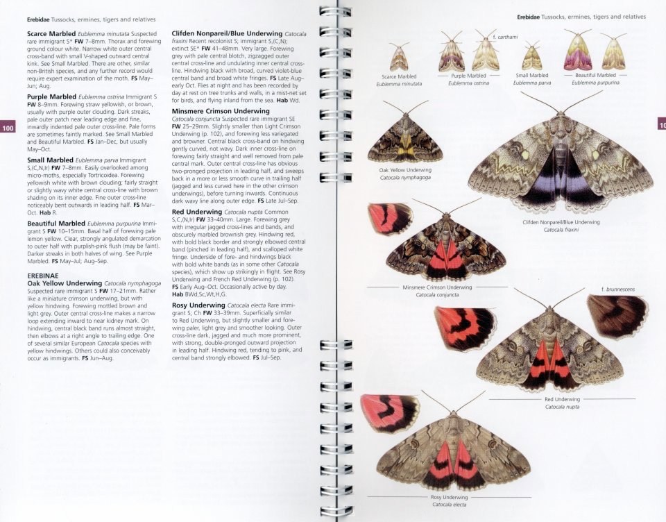 concise guide to the moths of great britain and ireland