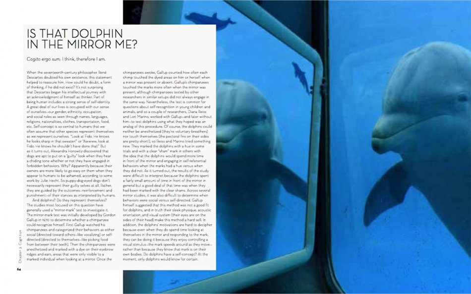deep thinkers: an exploration of intelligence in whales, dolphins and porpoises